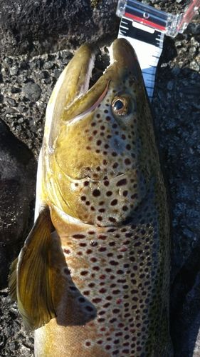 ブラウントラウト