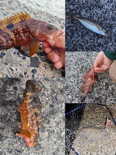 キジハタの釣果