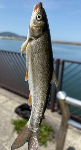 ウグイの釣果