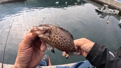 オオモンハタの釣果