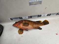 キジハタの釣果