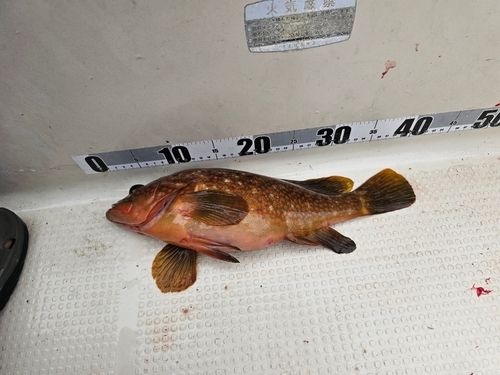 キジハタの釣果