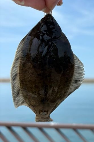 クロガシラガレイの釣果