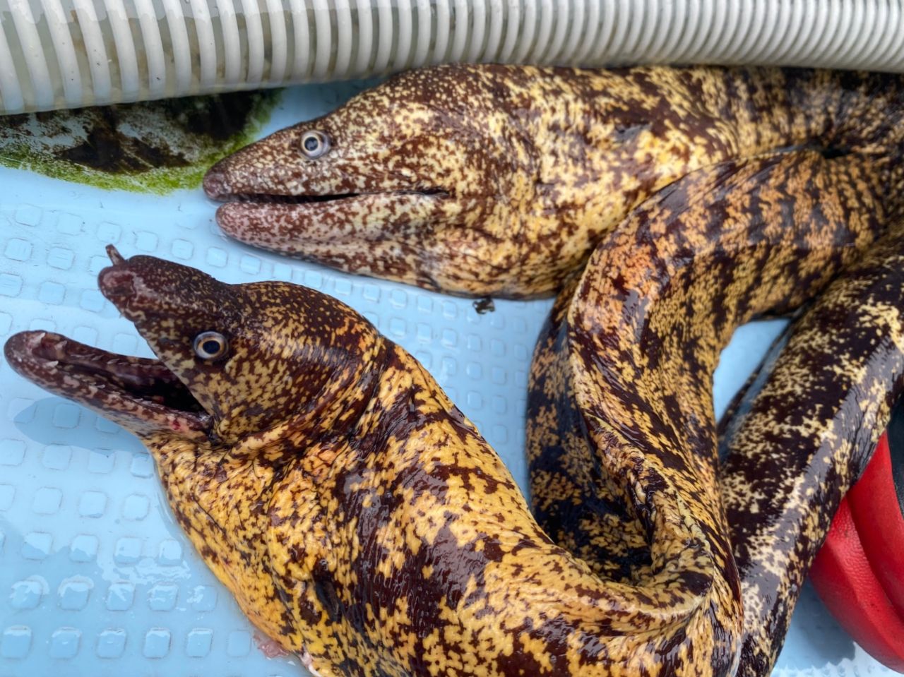 ウツボ
