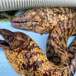 ウツボ