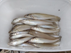 キスの釣果