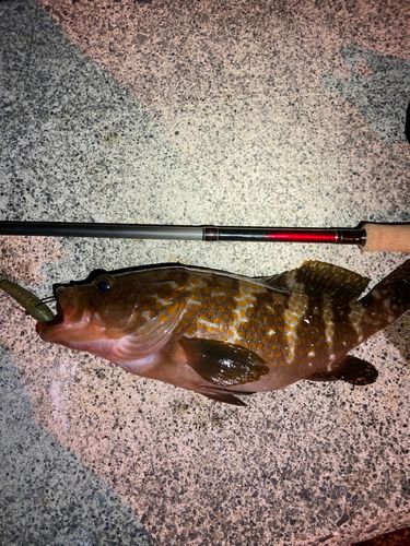 キジハタの釣果