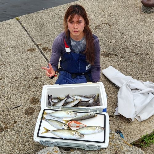 イサキの釣果