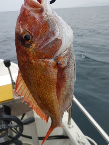 タイの釣果