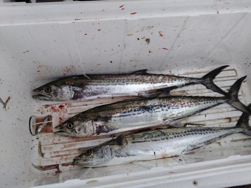 サワラの釣果