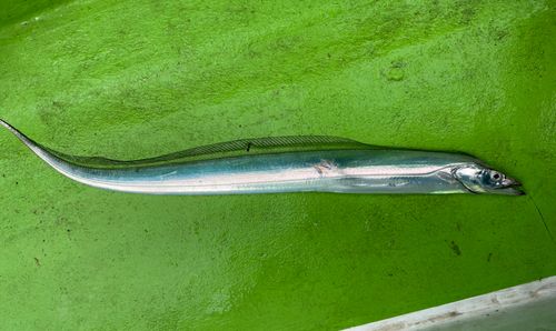 タチウオの釣果