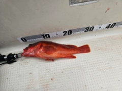 アカハタの釣果