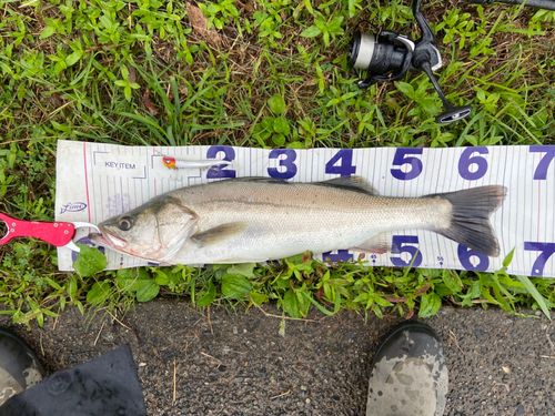 シーバスの釣果