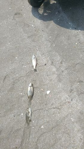 イシモチの釣果