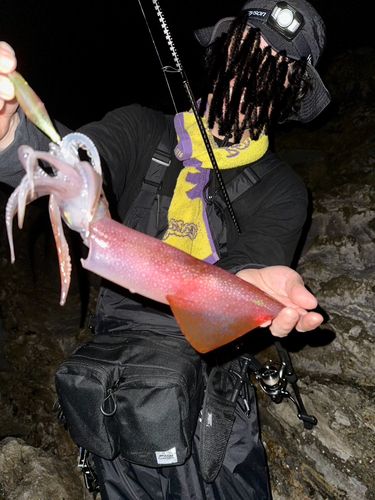 ヤリイカの釣果