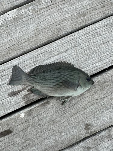 カワハギの釣果