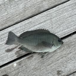 カワハギ