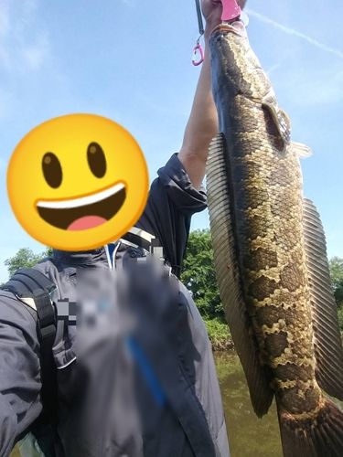 ライギョの釣果