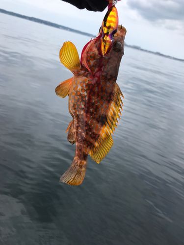 キジハタの釣果