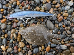 ヒラメの釣果