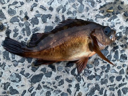 メバルの釣果