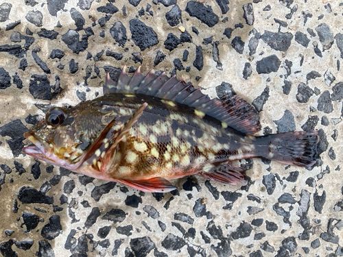 カサゴの釣果