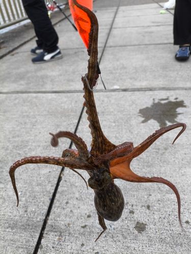 タコの釣果