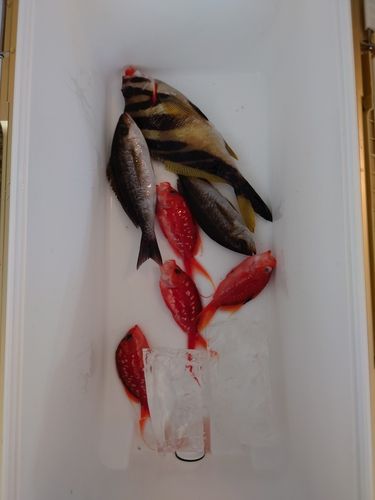 イサキの釣果