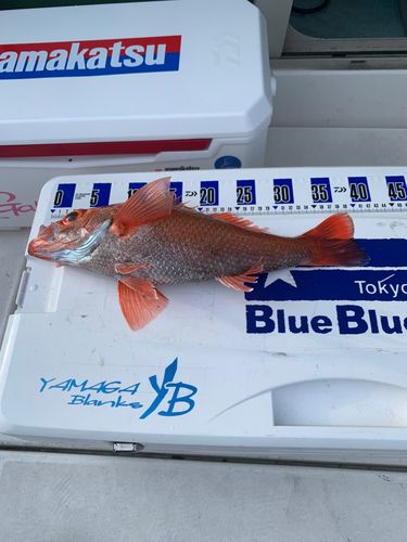 アカムツの釣果