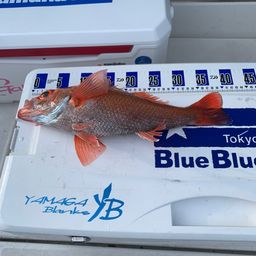 アカムツ