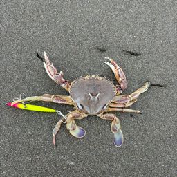 カニ