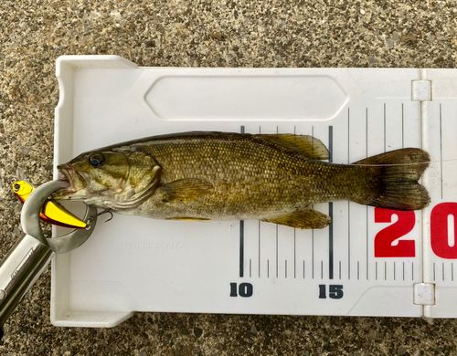 スモールマウスバスの釣果