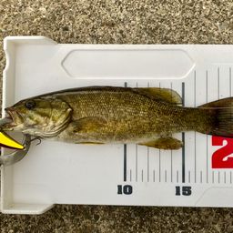 スモールマウスバス