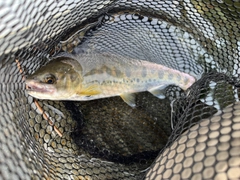ヤマメの釣果