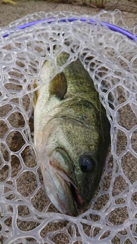 ラージマウスバスの釣果