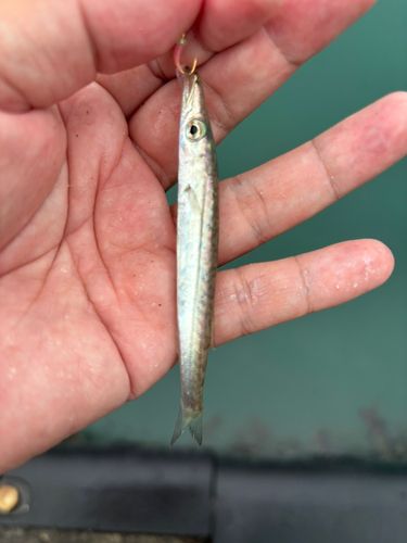 アカカマスの釣果