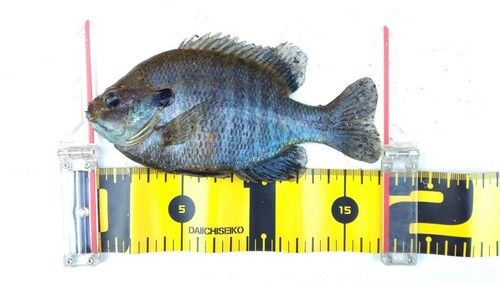 ブルーギルの釣果