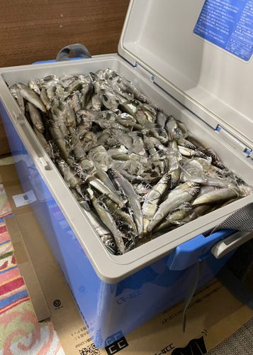 アユの釣果