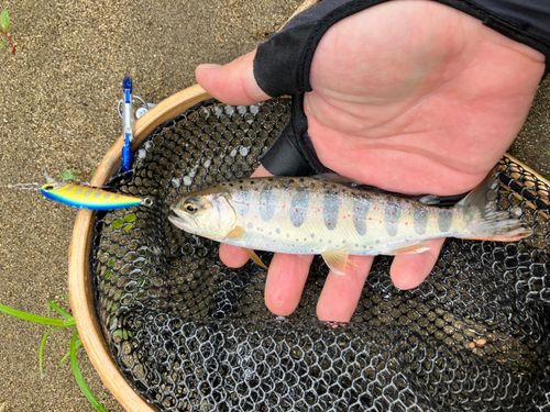 アマゴの釣果