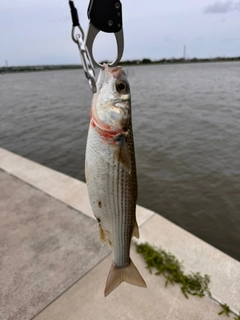 ボラの釣果