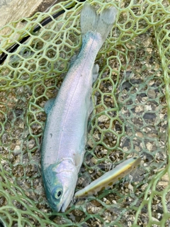 ニジマスの釣果