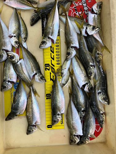 アジの釣果