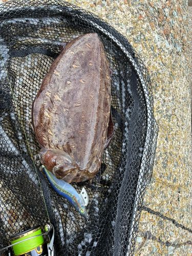 モンゴウイカの釣果