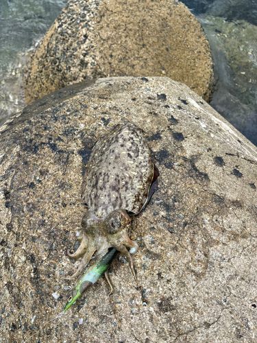 コウイカの釣果