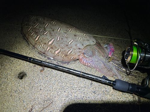 モンゴウイカの釣果
