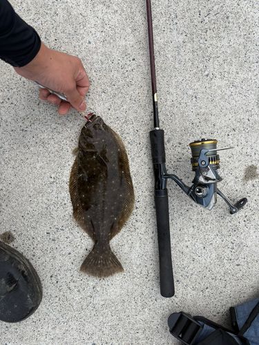 ヒラメの釣果