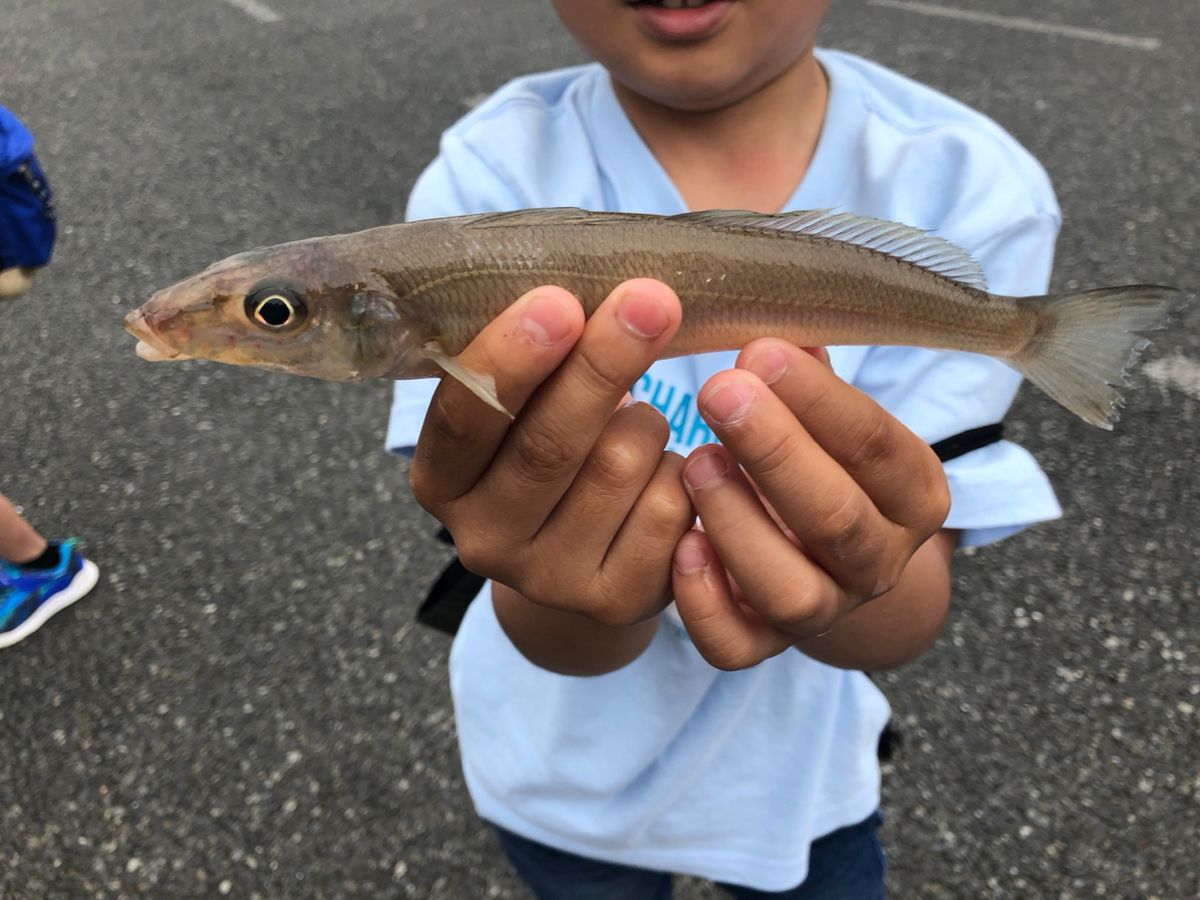 みどりいろさんの釣果 2枚目の画像
