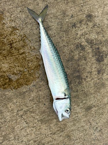 サバの釣果