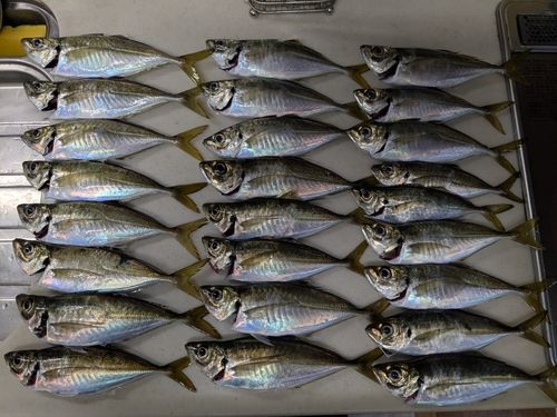 アジの釣果