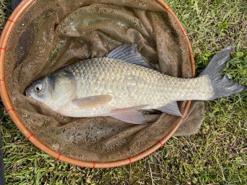 ヘラブナの釣果